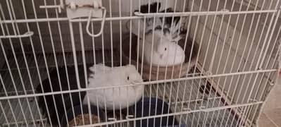 Selling Laka pigeon