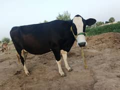 cow for sale full tyar 8 month and 16 days ghaban