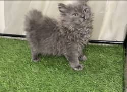 Gray Persian Kitten triple coated