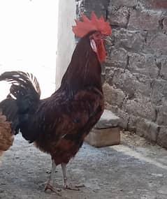 Desi Murga