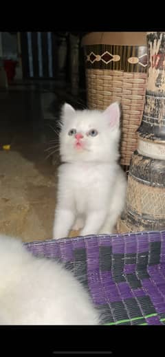 White persian Kittens