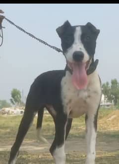 Bully gultair male available for sale age 5 month old
