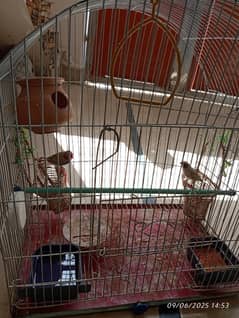 finches