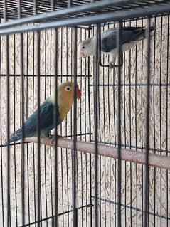 Violet parblue x Blue euwing Lovebirds