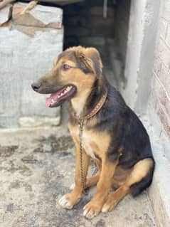 German