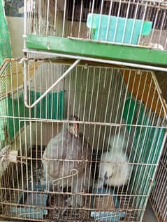Silkie and blue buff