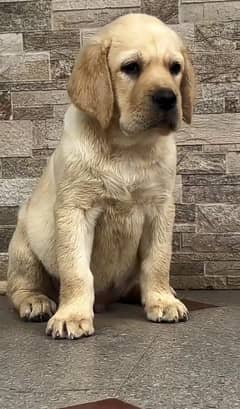 Labrador puppy