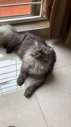 persian