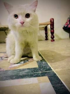 Persian Male
