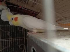 Cocktail pair Breeder