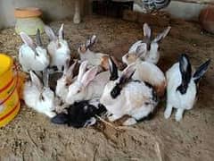 Desi rabiit bunnies for sale