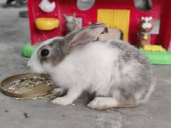 rabbit