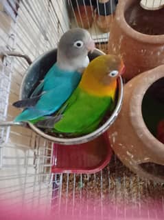 lovebirds