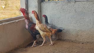 Aseel Trio