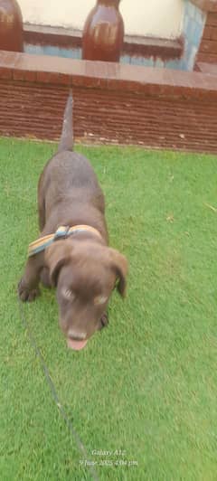 11 weeks vaccinated, healthy puppy Labrador