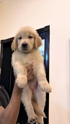Pedigreed Golden retriever puppies