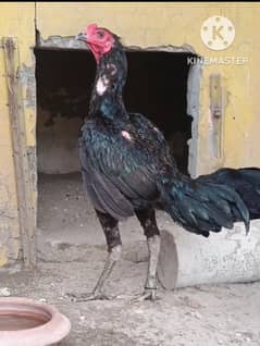 Burmi phatta AseeL