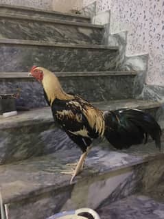 aseel hens