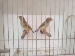 Gouldian