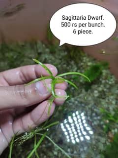 Aquarium Plants