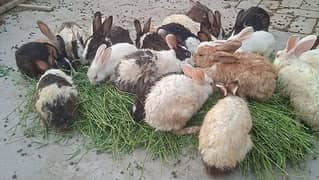 healthy and active rabbits. pori clony. 03035846813. . .