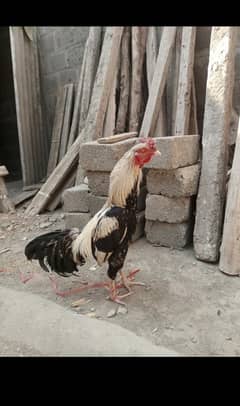 1 murgi 1 murga 2 chicks