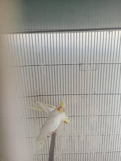 cocktail parrots