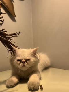 Peki face persian female kitten