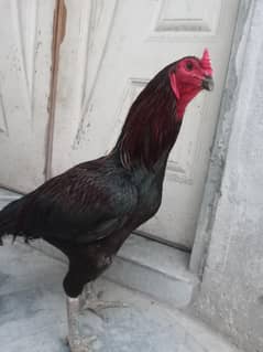 thaie and parit beek cros breeder male