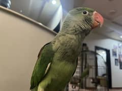 Hand tamed Male Baby raw parrot age 3 months