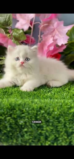 blue eyes white Persian kitten|Triple long coat |WhatsApp. 03250387943