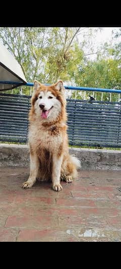 Huskey female adult confirm breeder