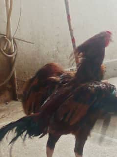 aseel amroha cross ma hai