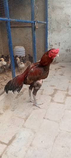 Burmi