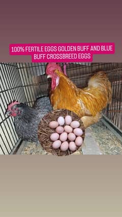 GOLDEN BUFF FERTILE EGGS/ BLUE BUFF FERTILE EGGS