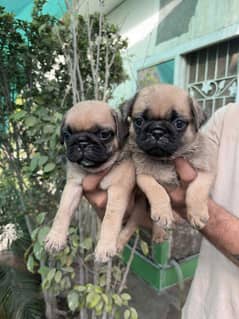 pugs puppies