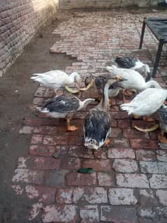 ducks  age 5 months