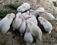 pure albino rabbits