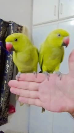 03369510495 Green ringneck parrot handtame self chick single 7000