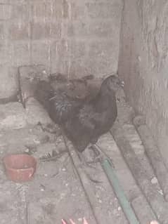 breeder ha full , agar video be chaiya ha toa pata de