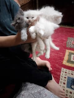 parsian cats for asale