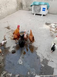 6 female oe 2 male hn daily egg ki average 4 ha