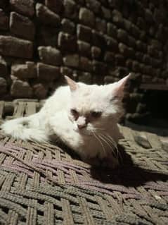 free Persian male cat agr kisi ko free ma adopt k liye Caheye