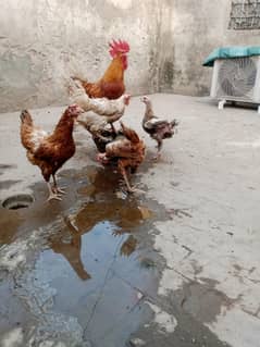 Total 8 misri golden hens Available 6 female or 2 male