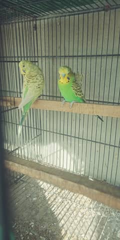king budgie