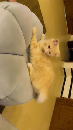 Two persian cats pair vaccinated