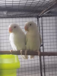 love birds on sale 550