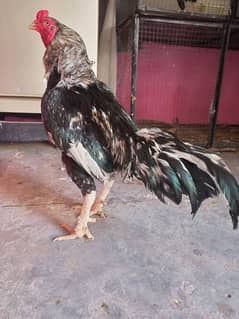 Aseel Breeder male