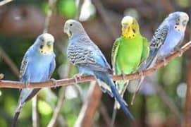 Required bajri Austrailian parrot required