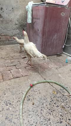 heera pair